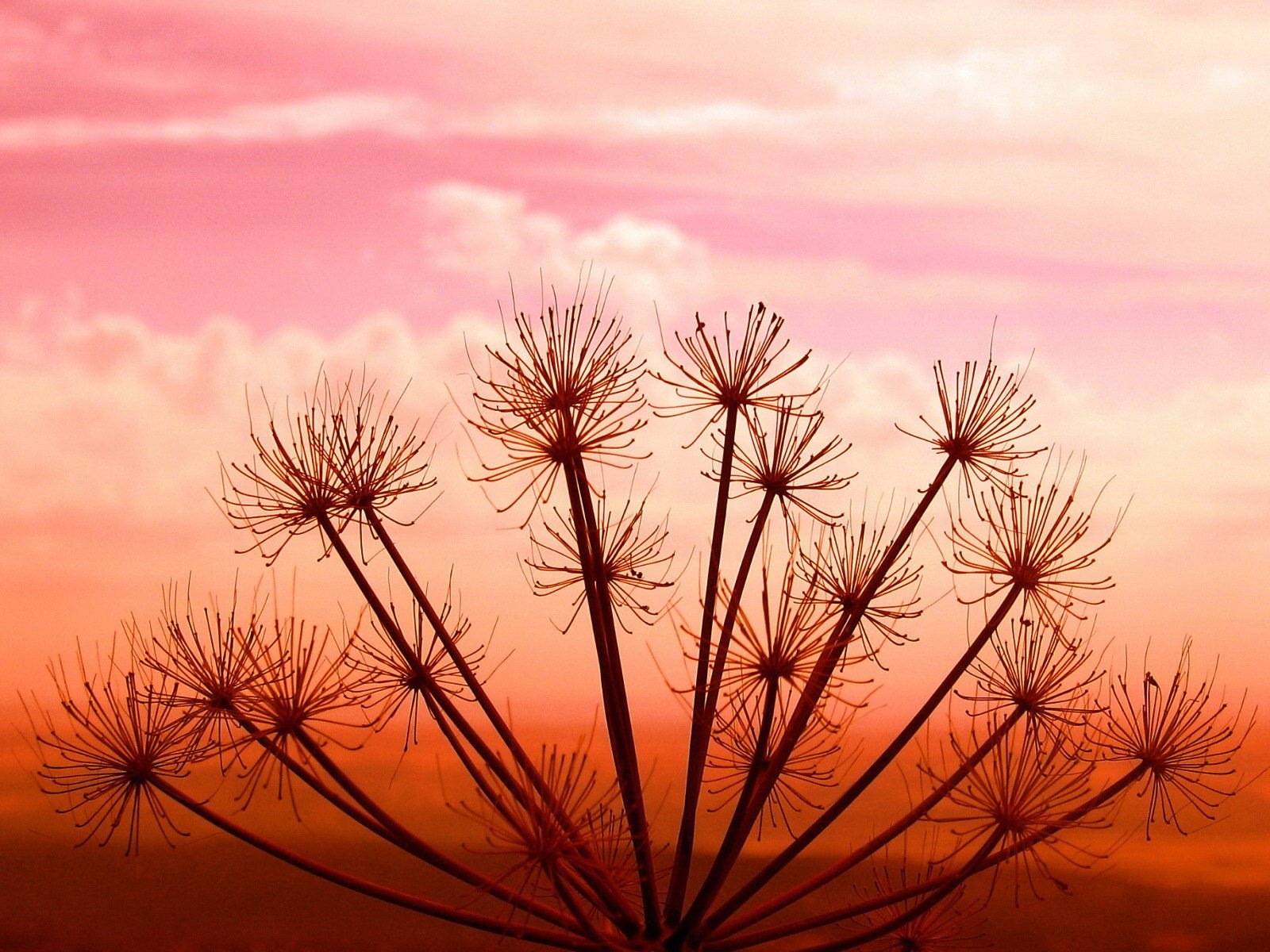 planta puesta de sol cielo