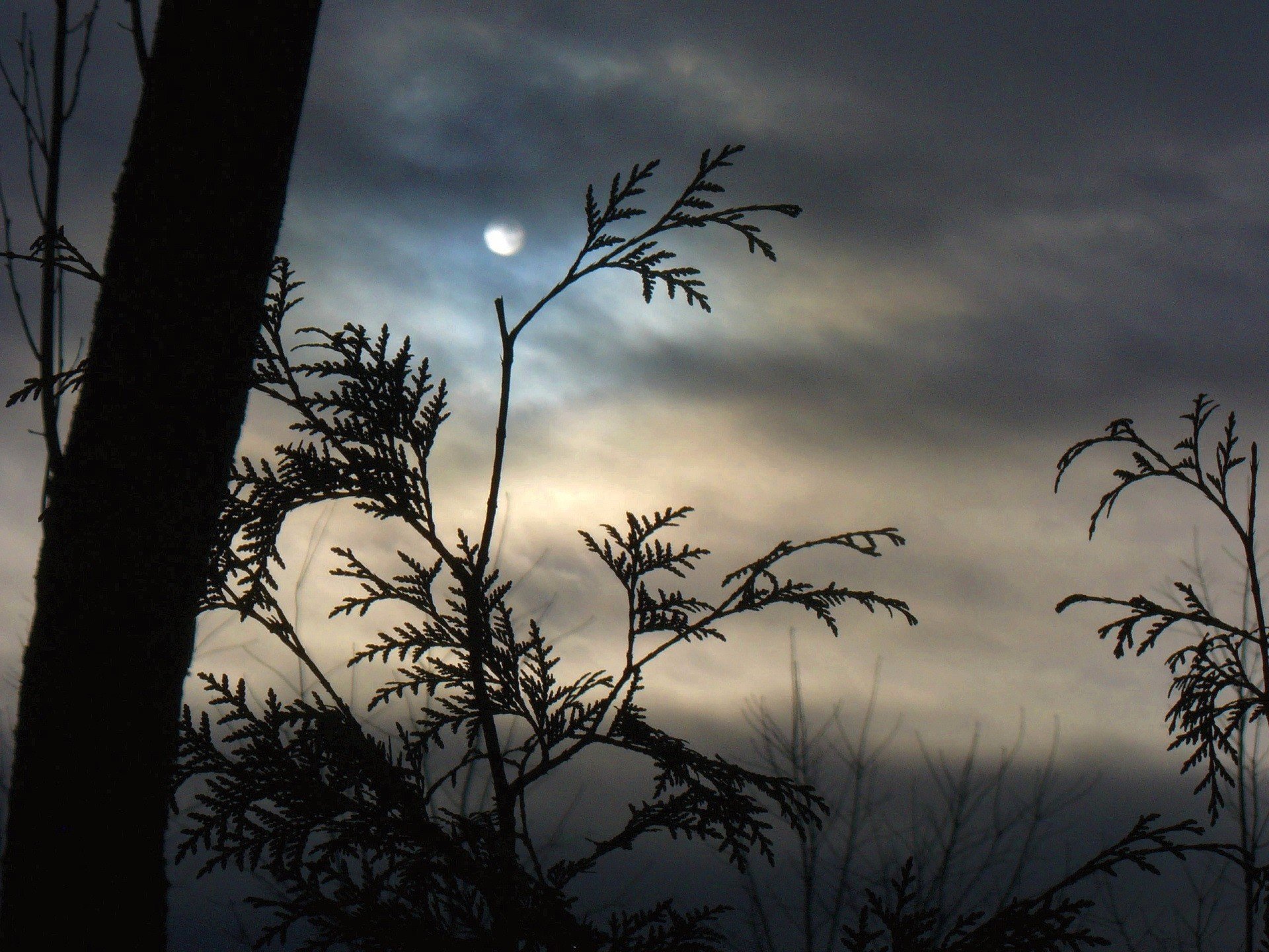 lune brouillard branches nuages