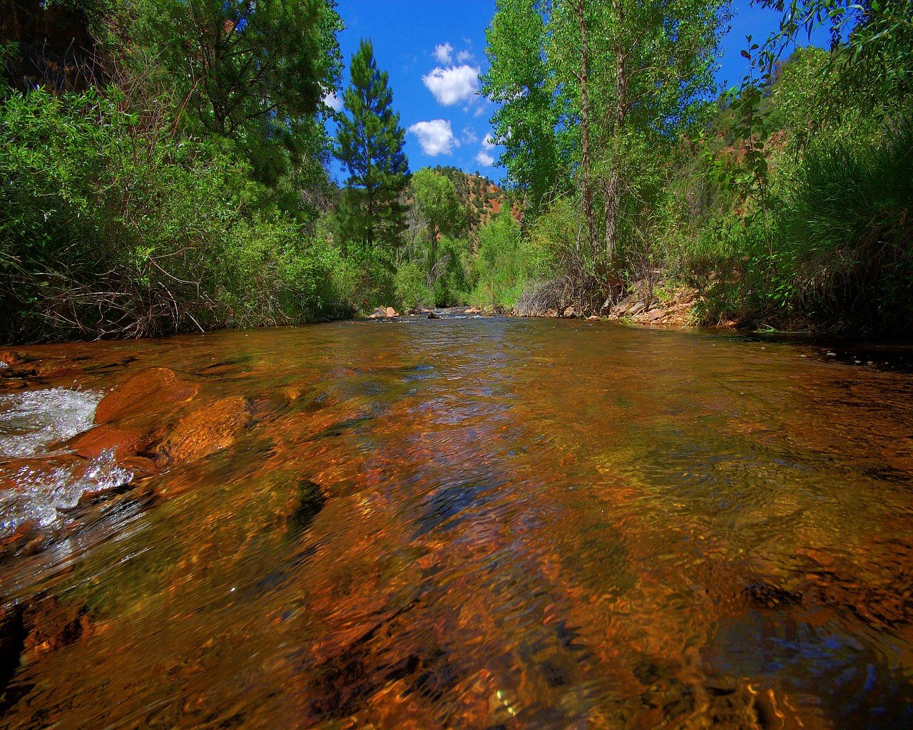 río arroyo árboles