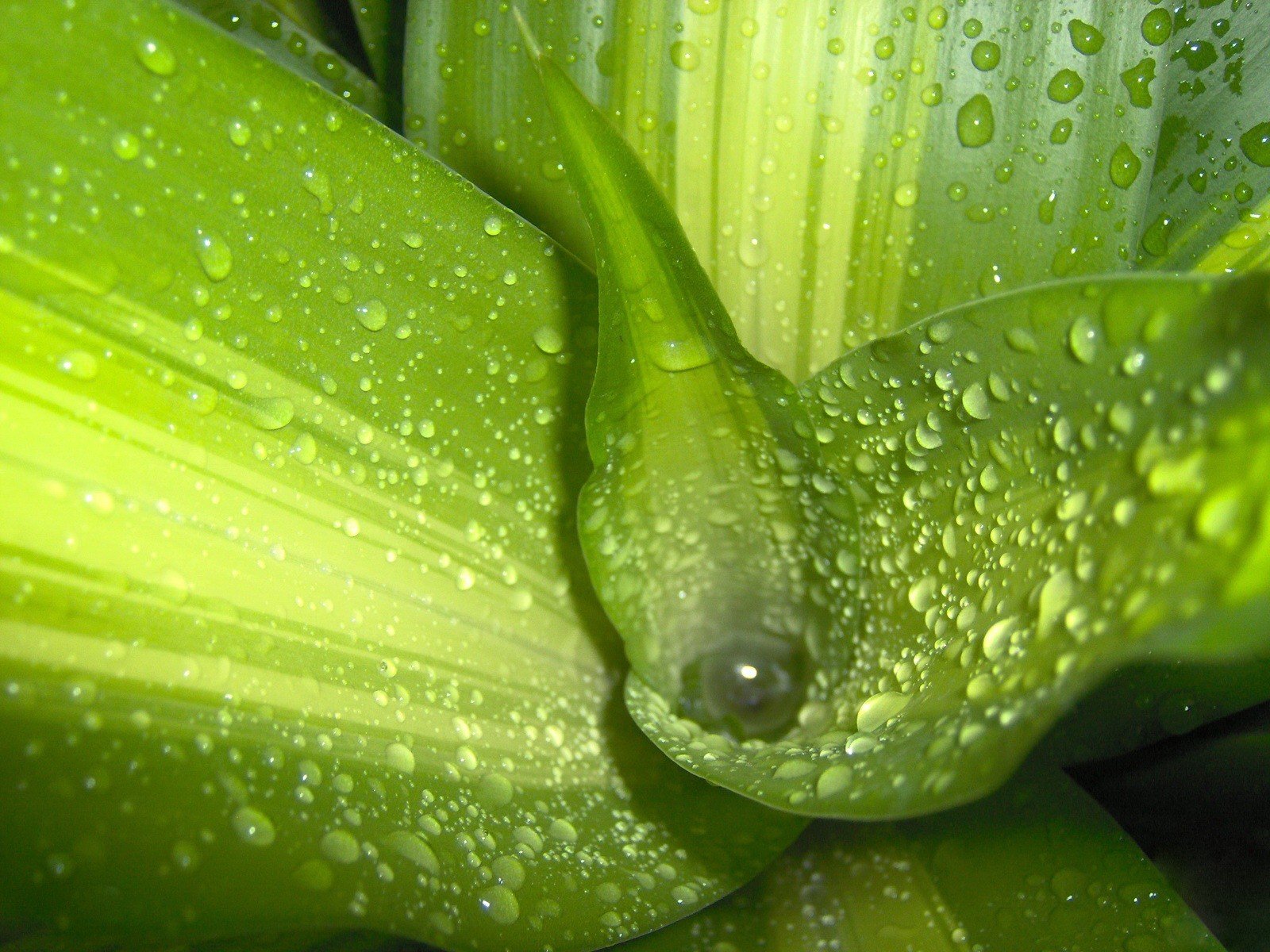 hojas verde gotas