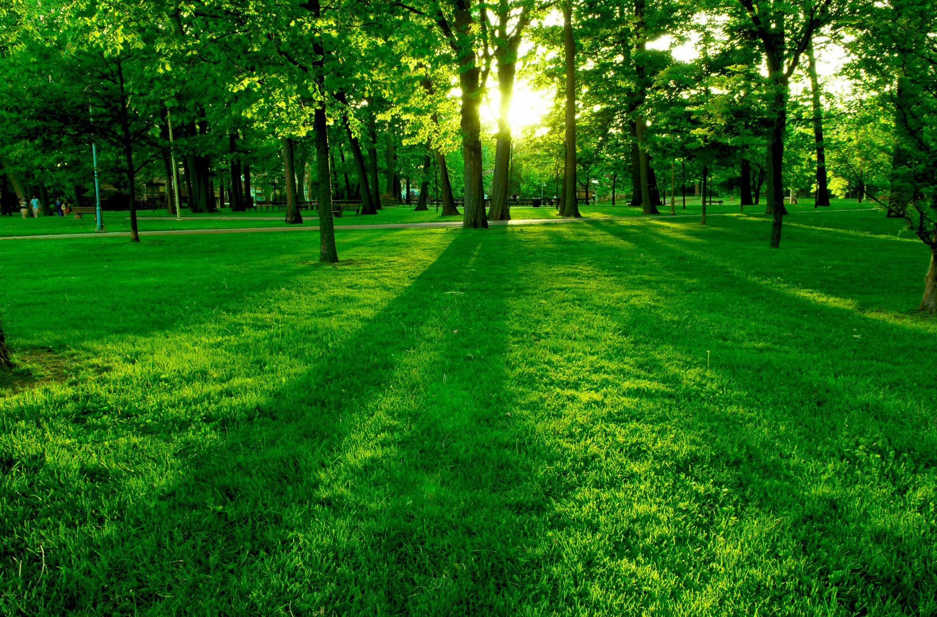 verdure arbres clairière