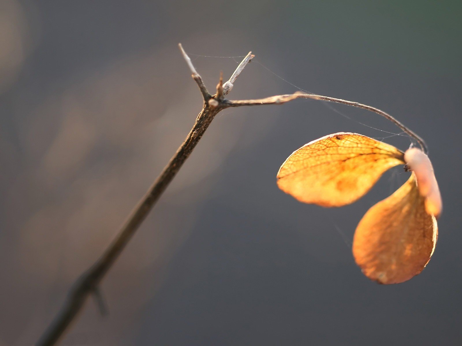 zweig spinnennetz herbst