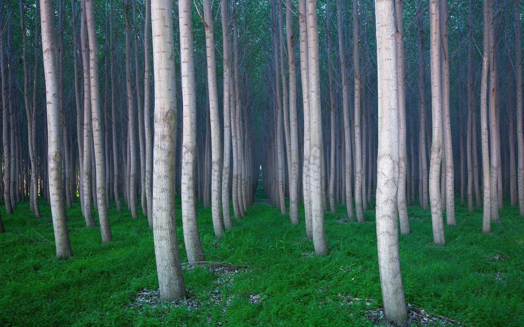 tree grass forest