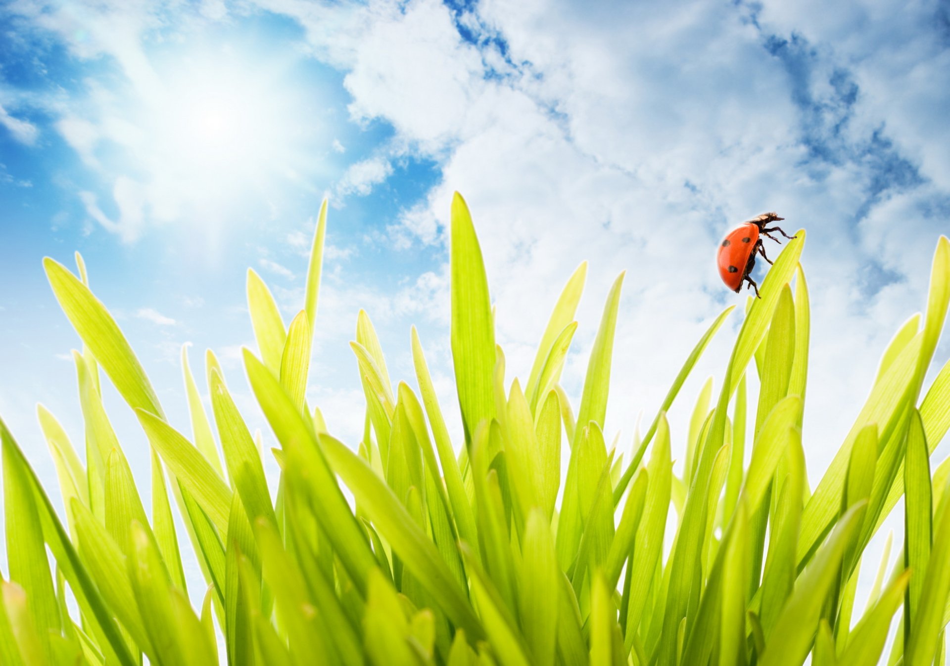 grass clouds beetle