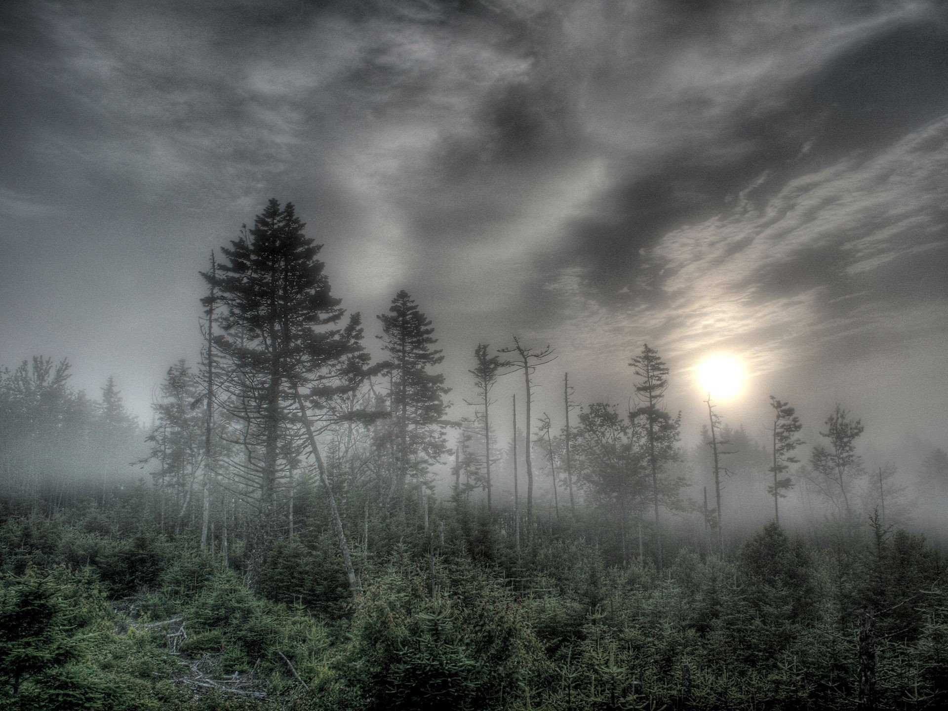 forest fog tree sun