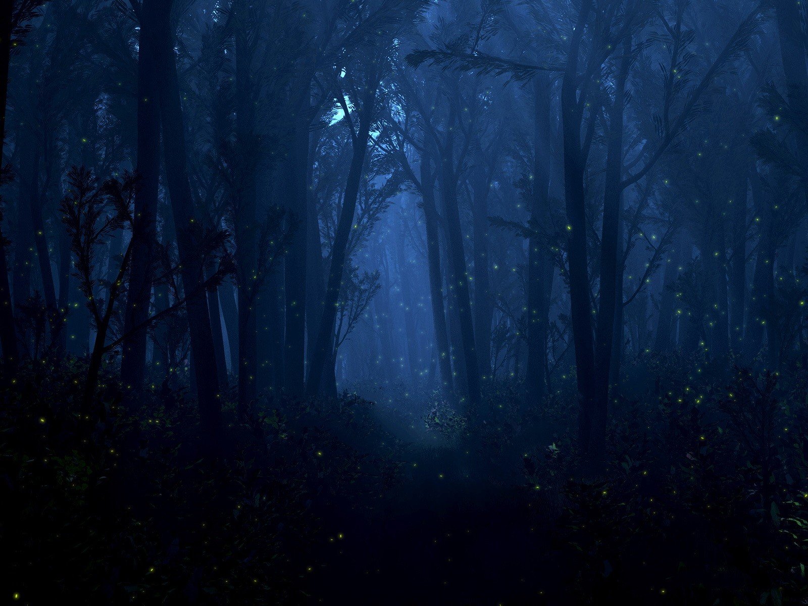 nacht glühwürmchen lichter licht wald bäume