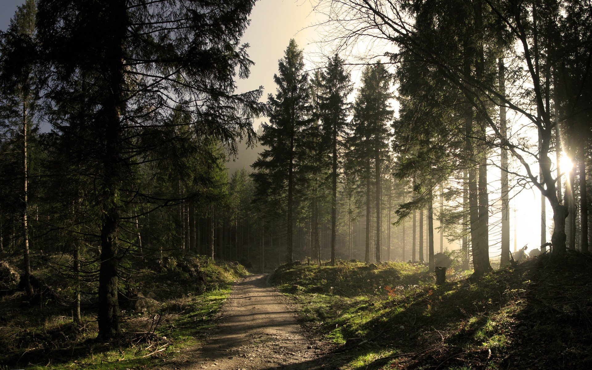 forêt route soleil