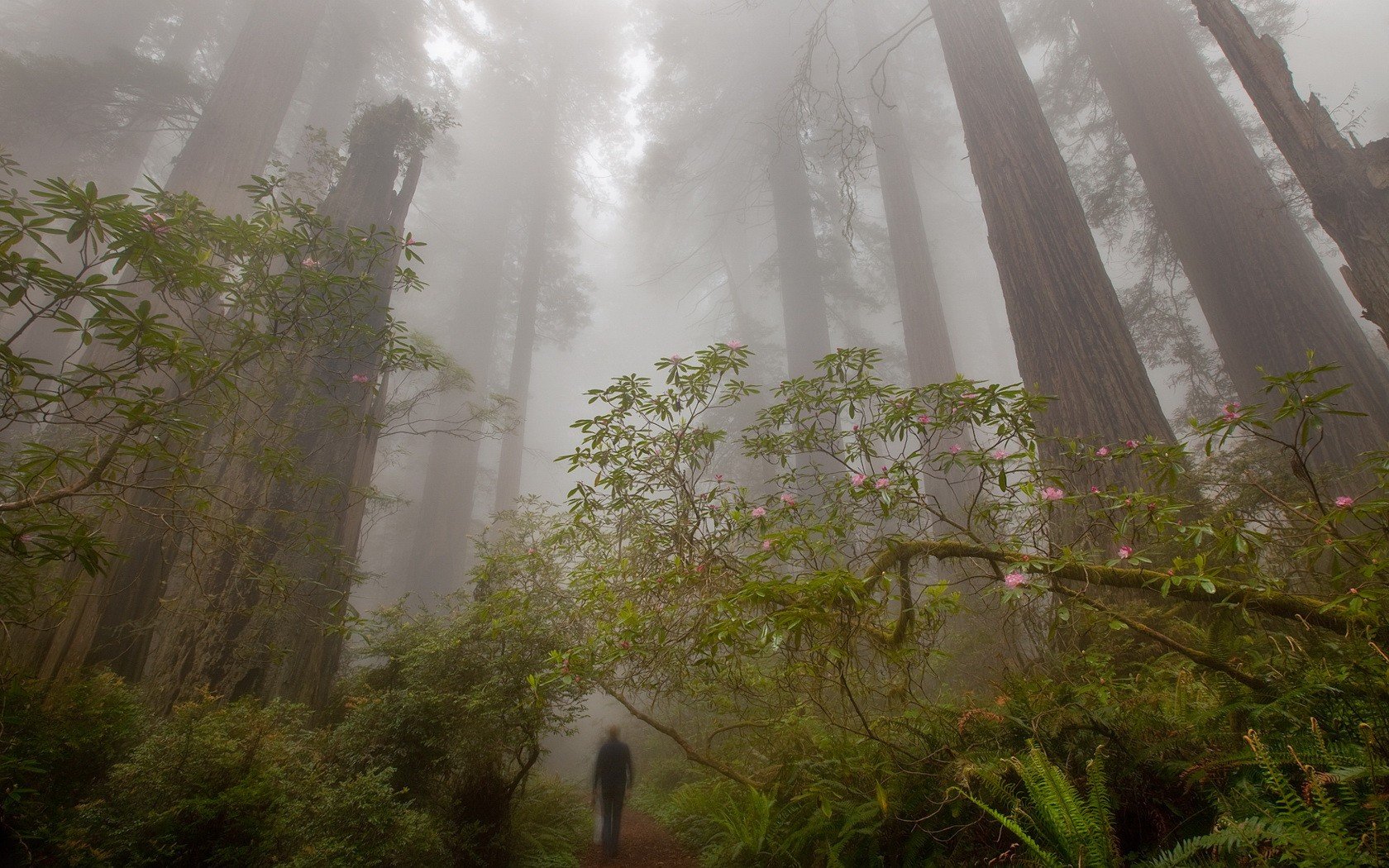 nebbia foresta alberi sentiero uomo