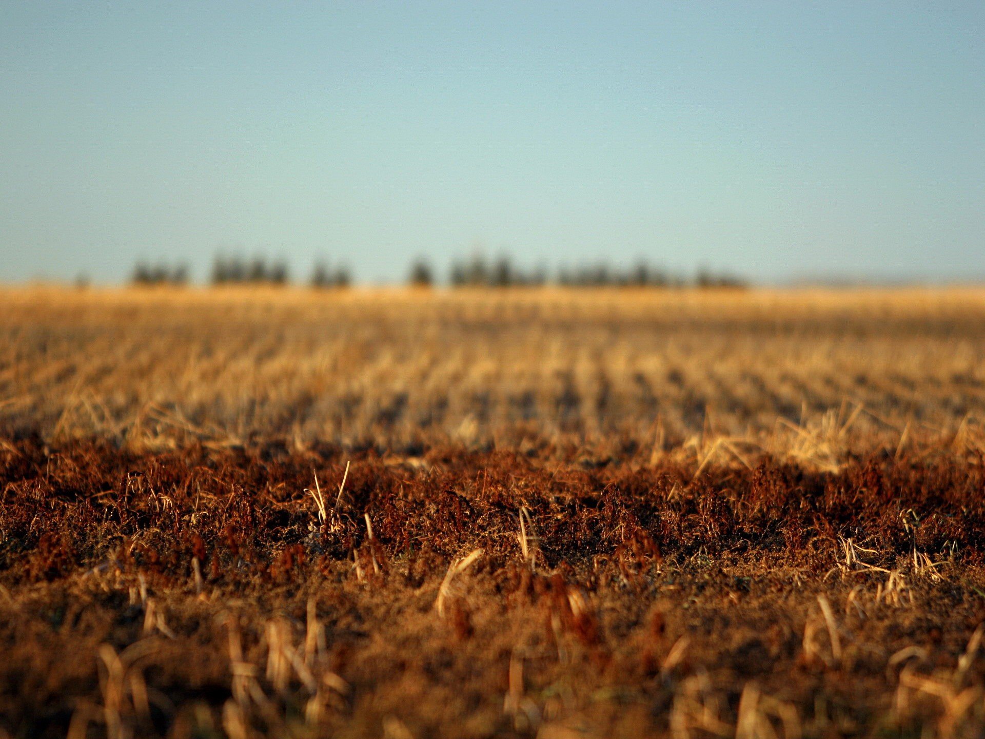 champ automne terre