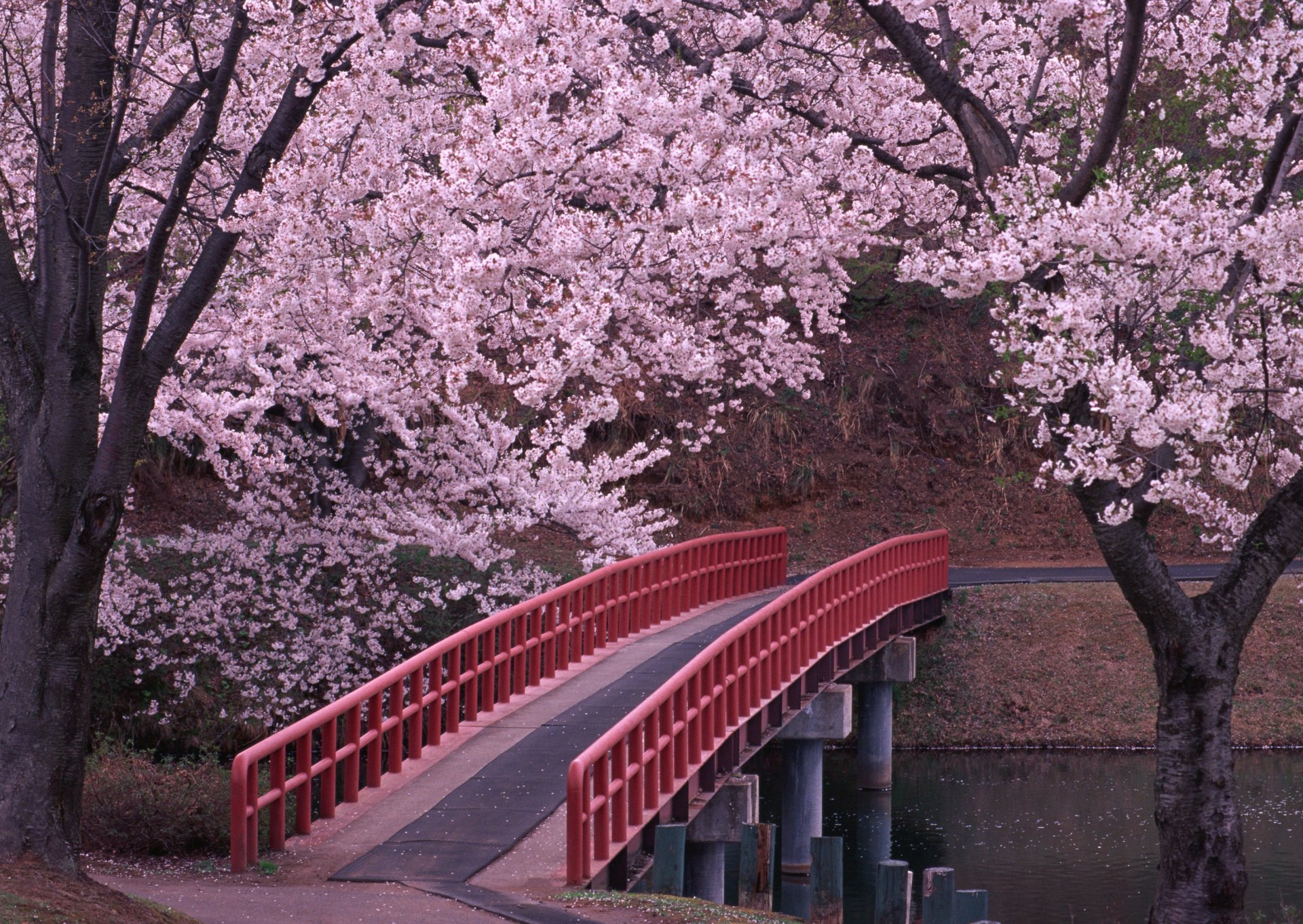 giappone sakura ponte