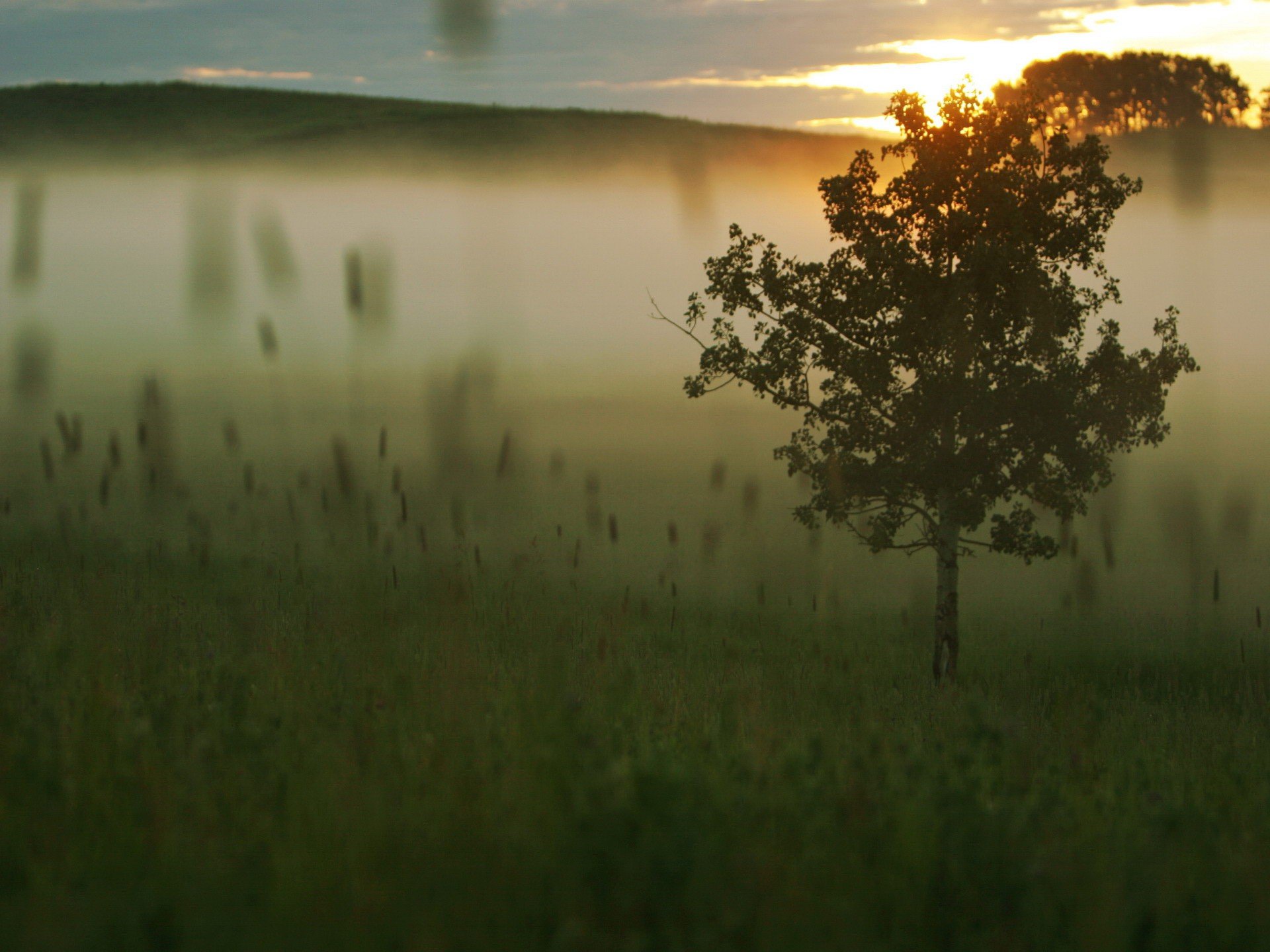 baum nebel gras