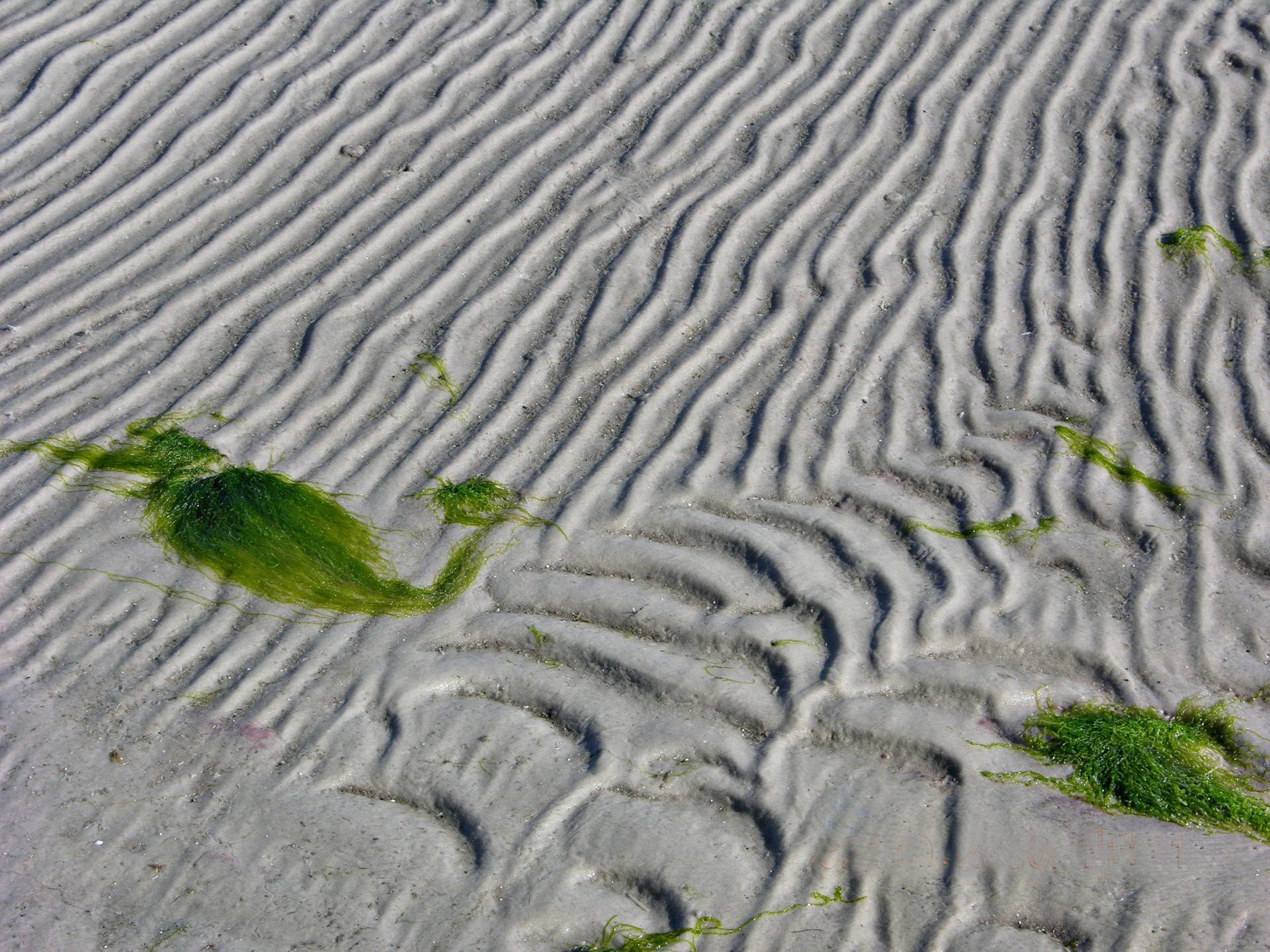 sable algues lignes