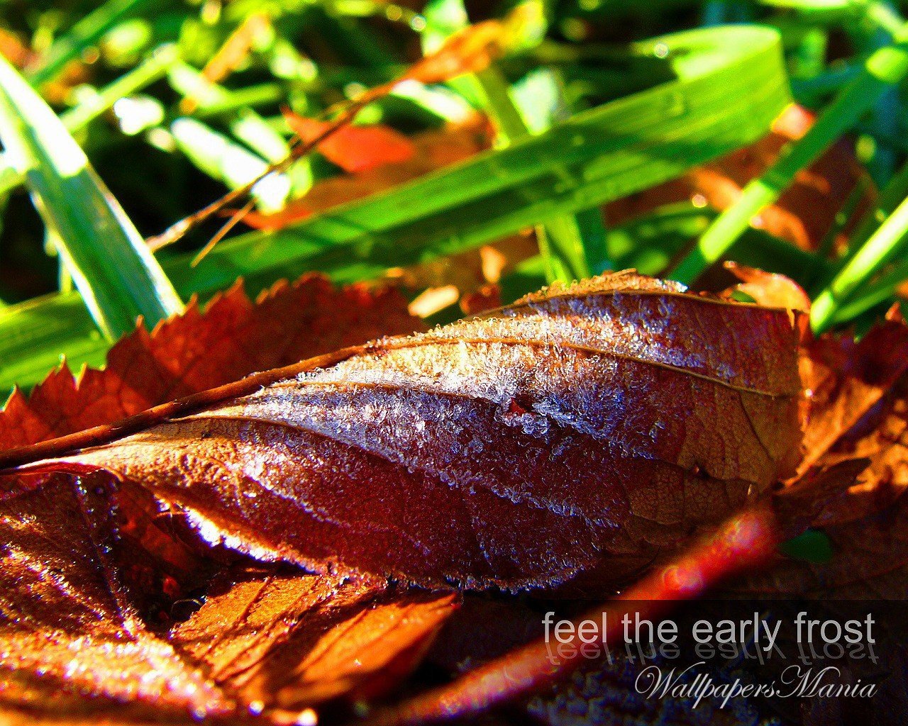 hielo hoja otoño