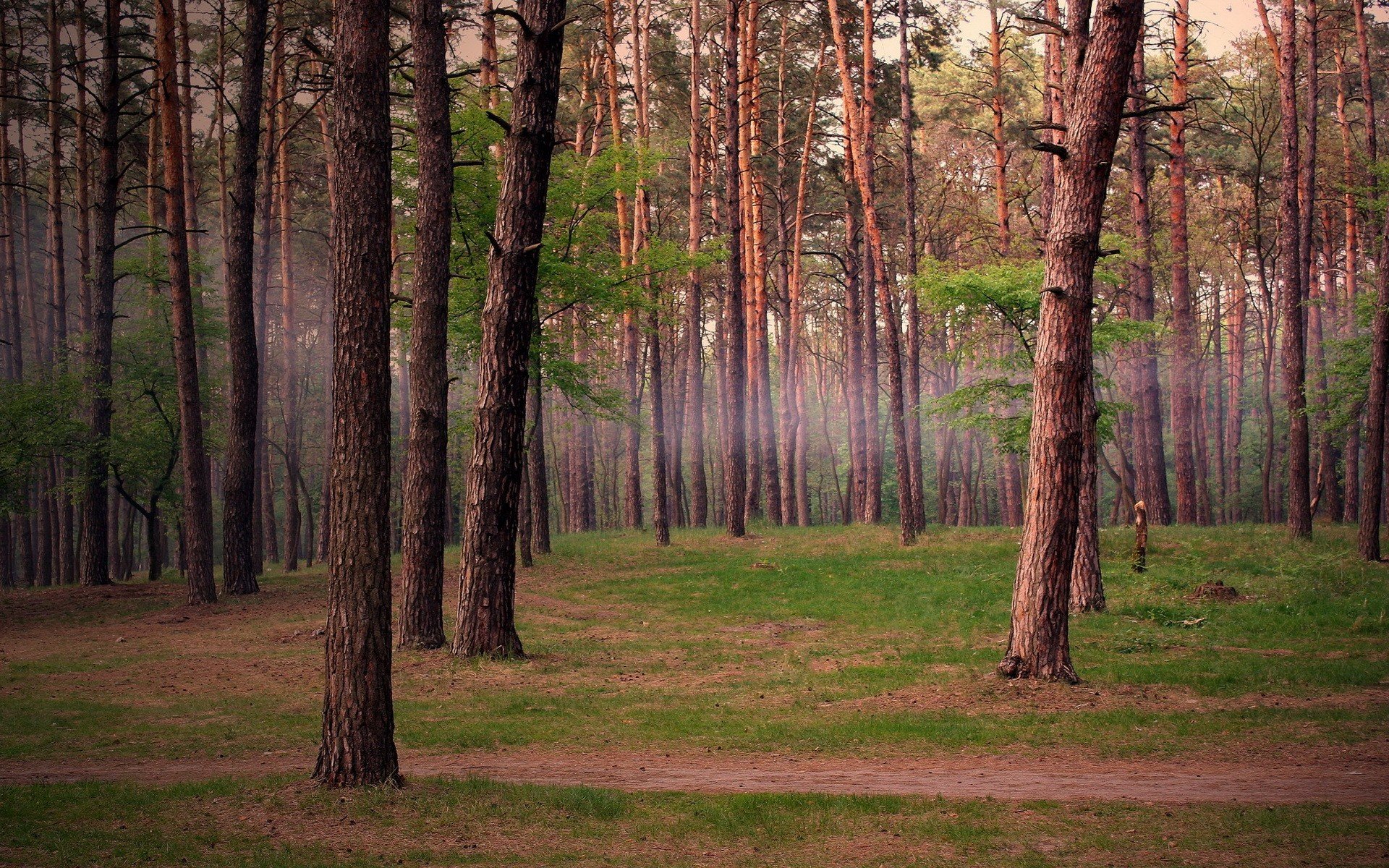 bosque pinos árboles