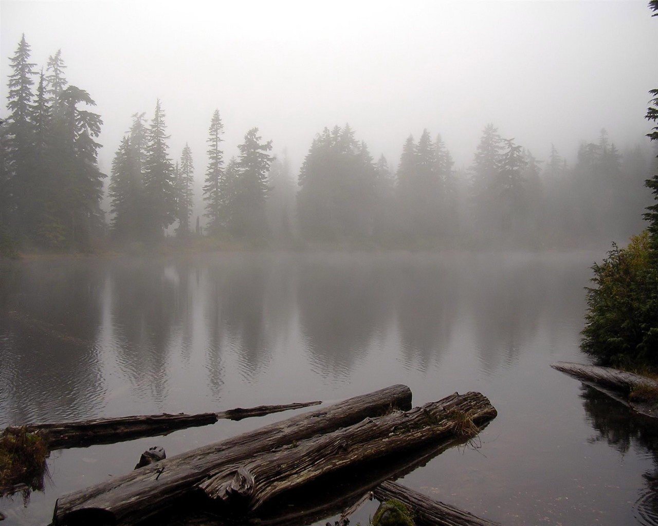 see wasser wald nebel