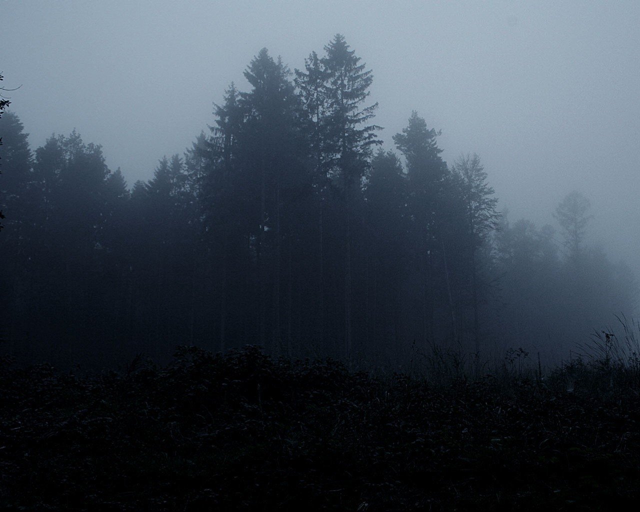 bosque árboles niebla oscuridad