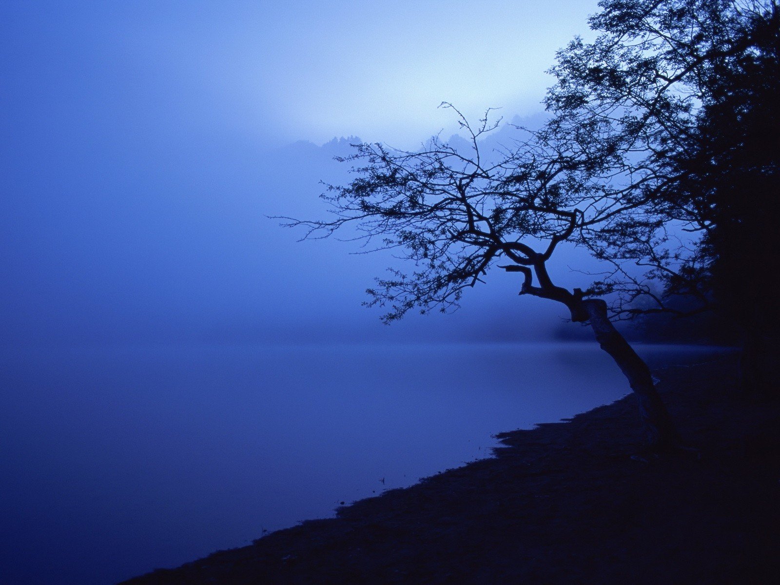 baum ufer blau