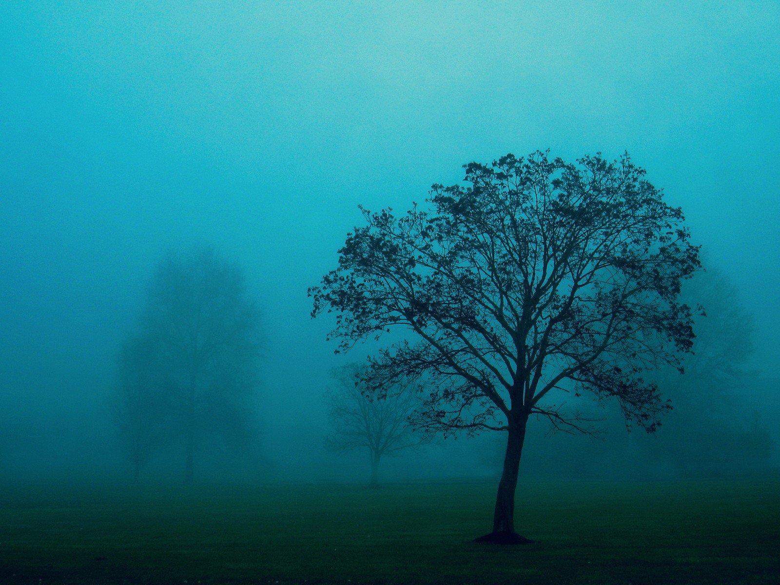 legno nebbia