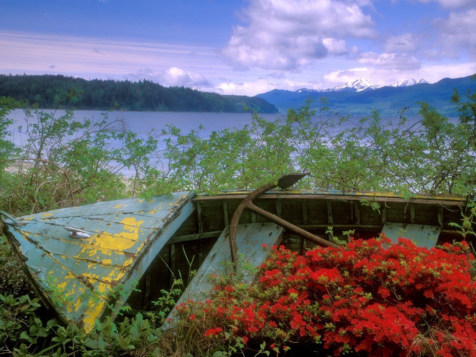 washington boot kanal blumen