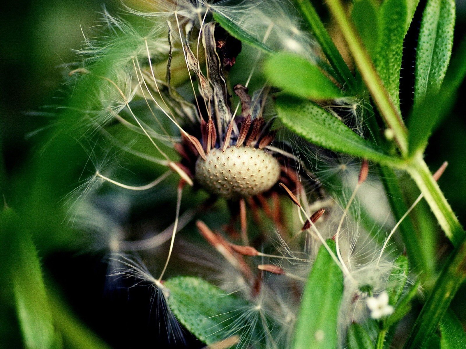 close up dandelion piece