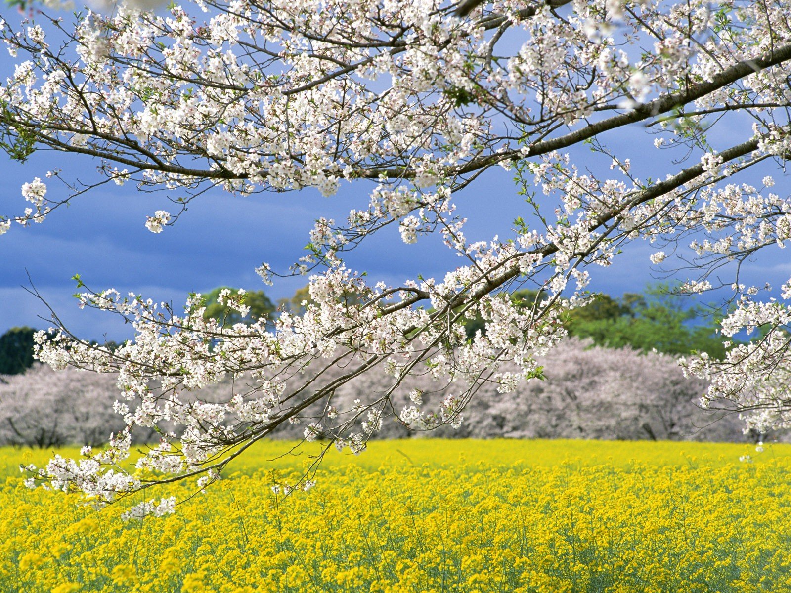 japón primavera campo