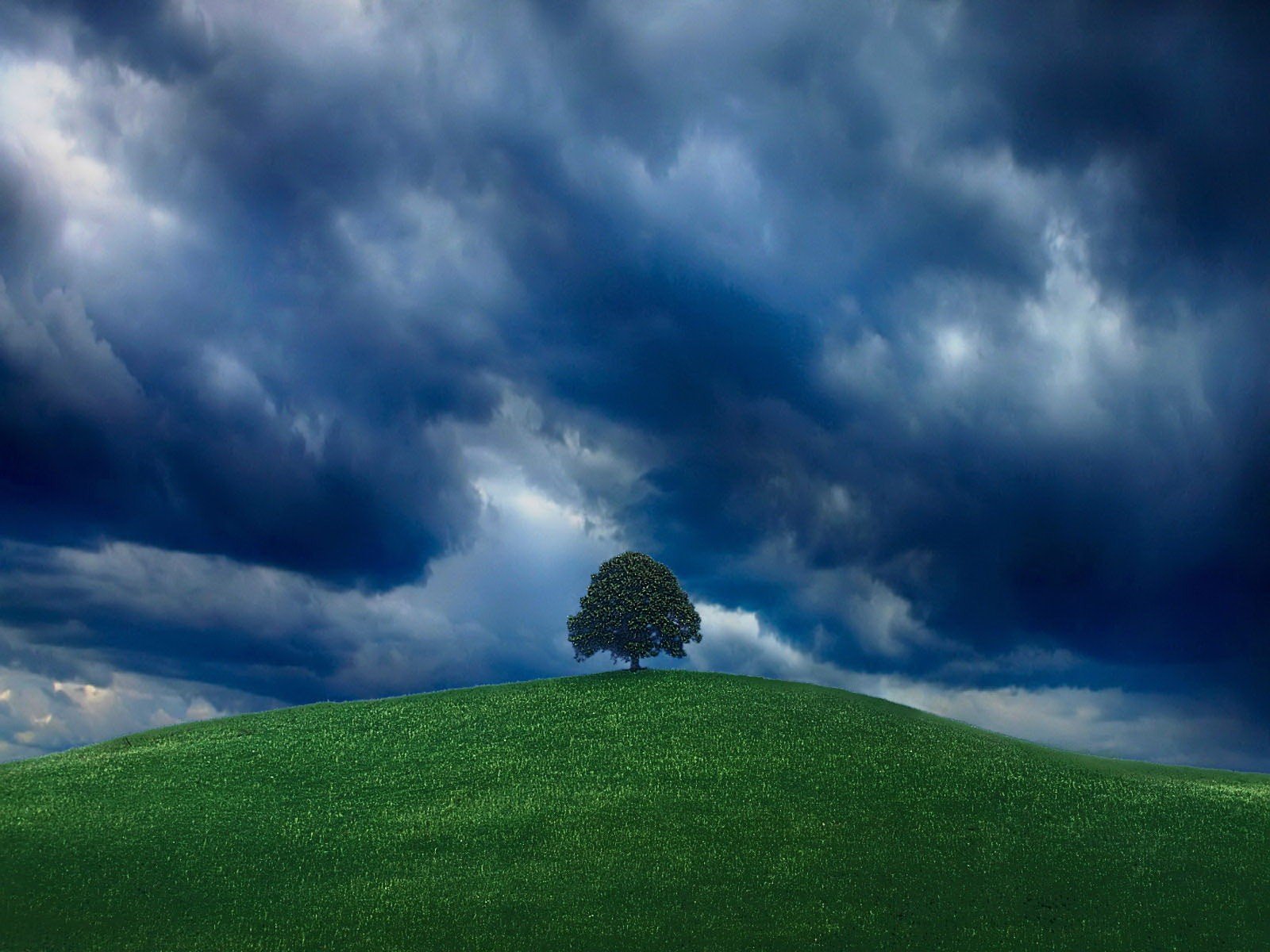 grün baum himmel hügel