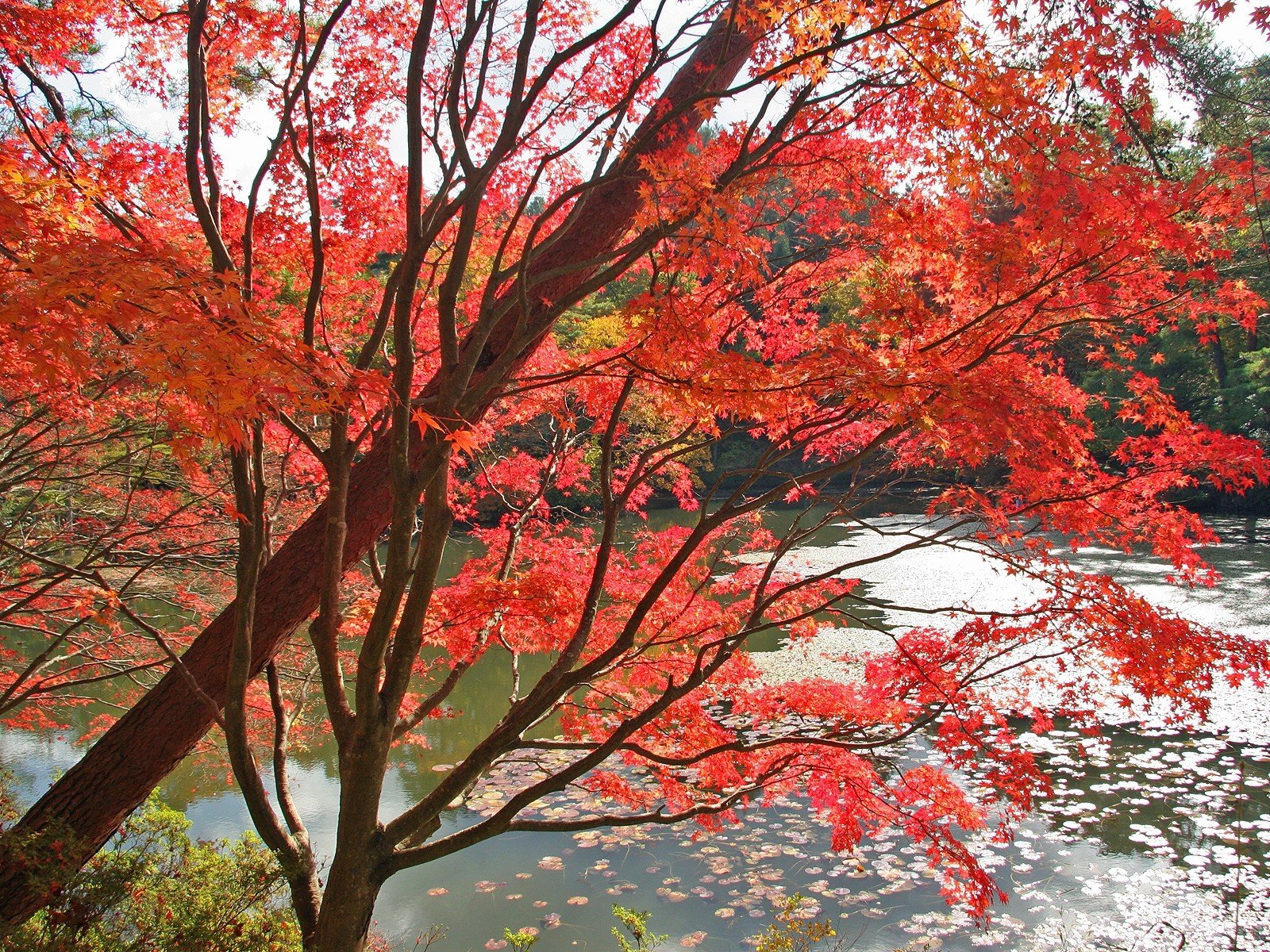 árboles agua hojas rojo otoño