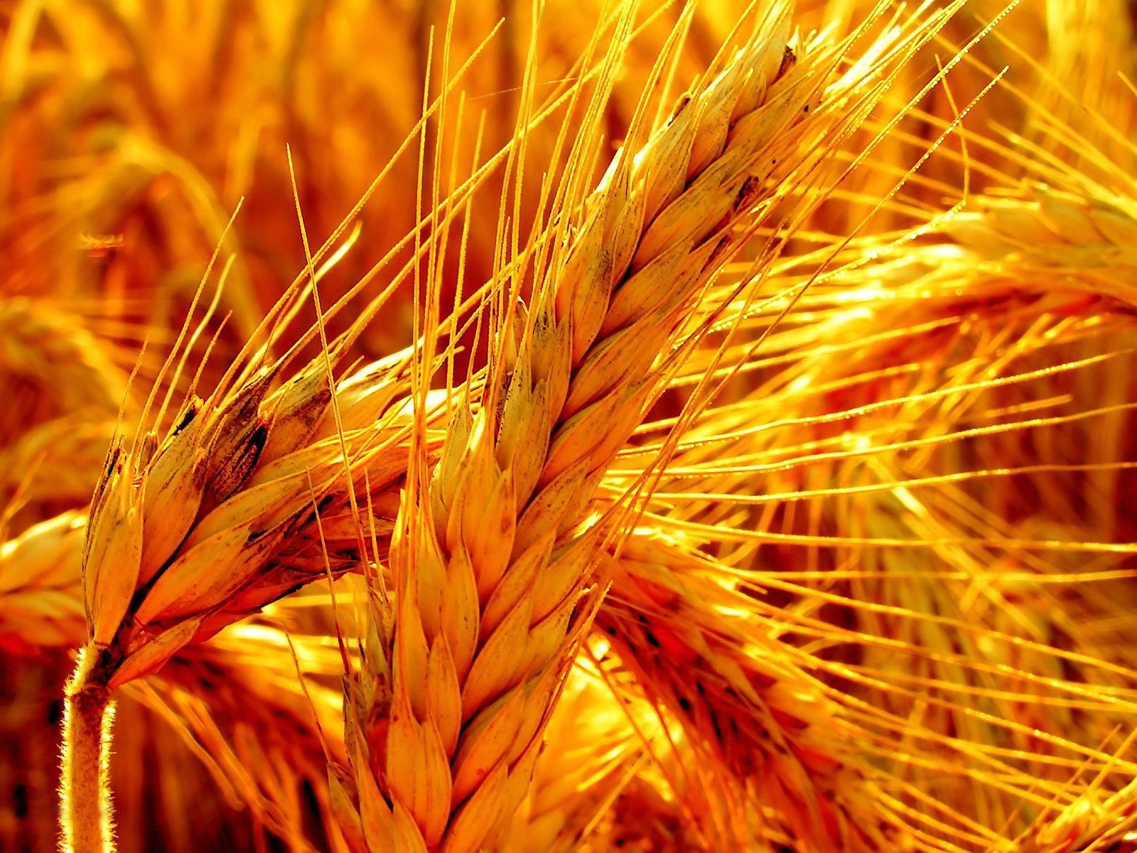 spighette segale campo giallo