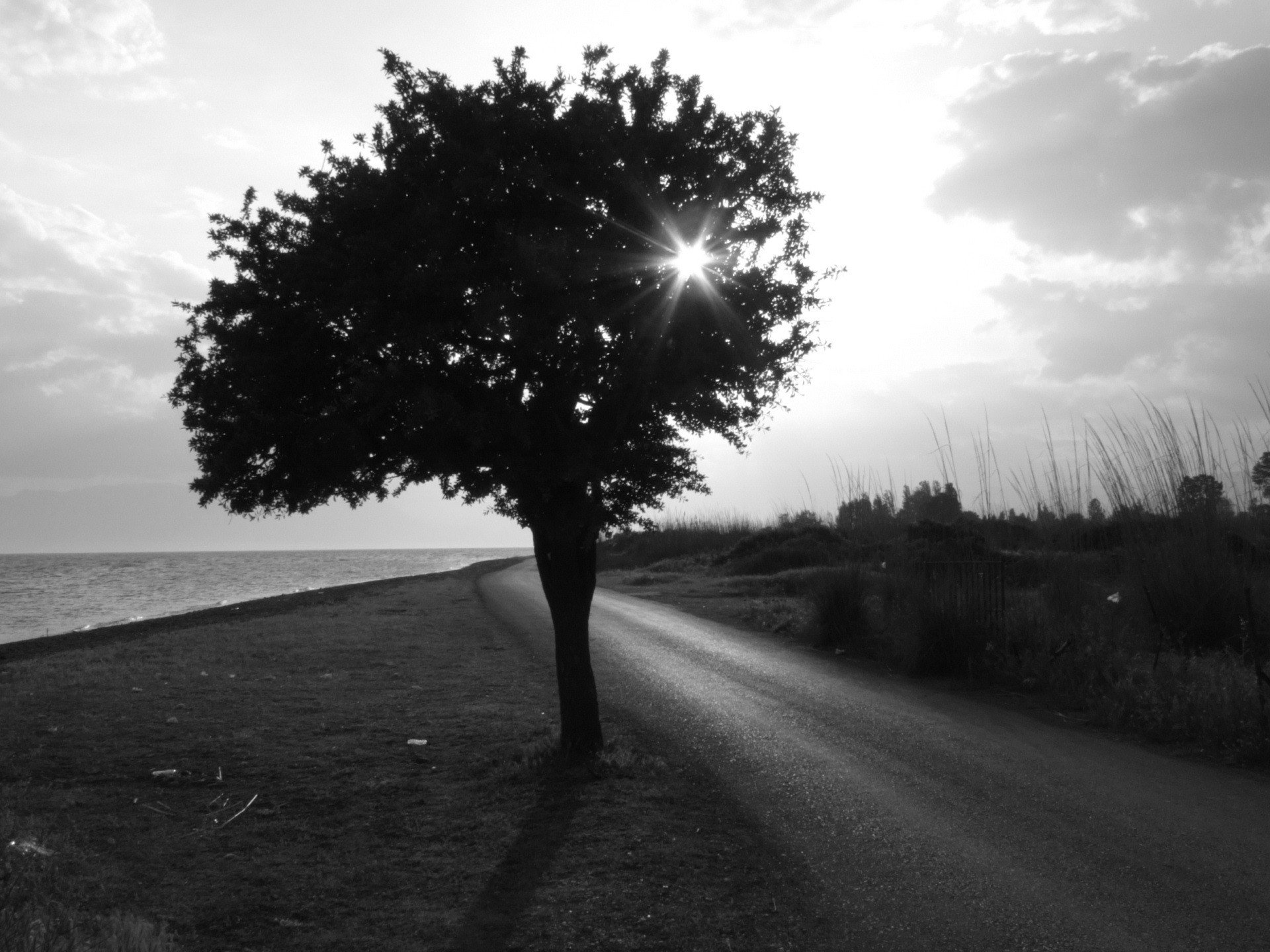 albero strada bianco e nero