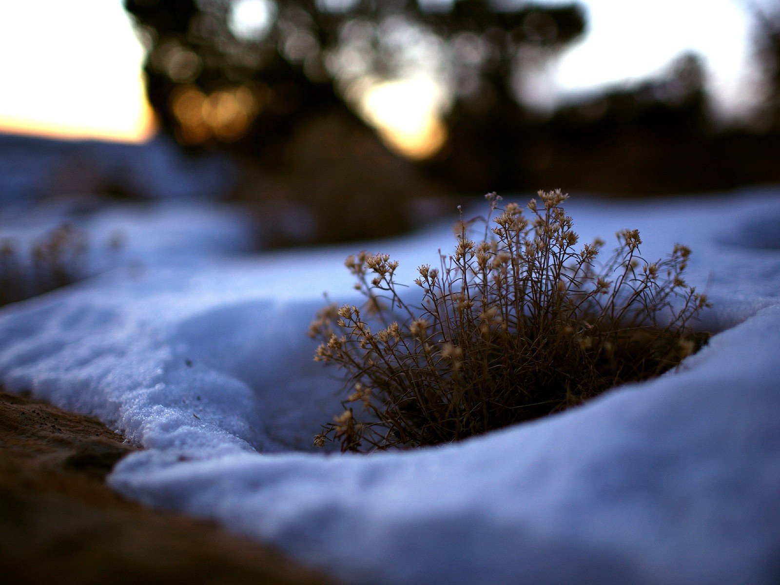 herbe buisson neige hiver