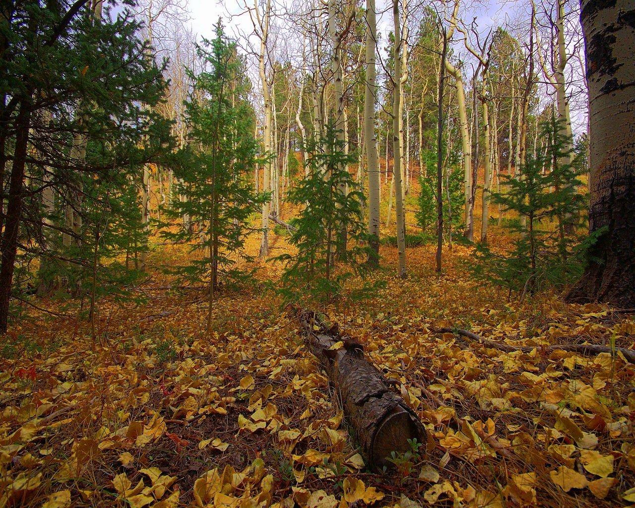 wald herbst bäume stamm blätter