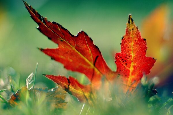 Feuille et gros plan de l herbe