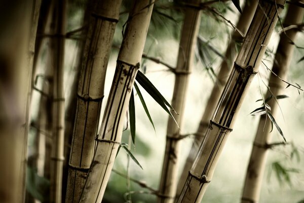 Lignified bamboo stalks with green leaves