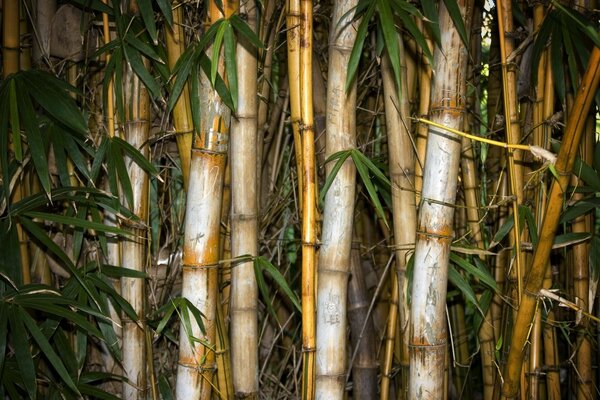 Photos of bamboo and leaves