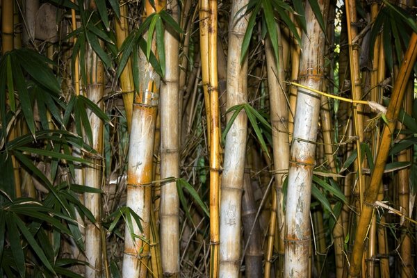 Photo de bambou et de feuilles