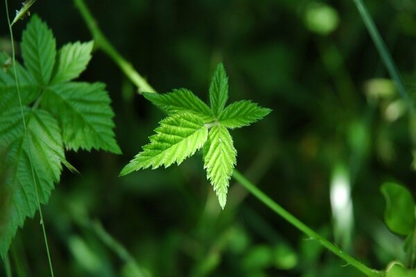 Raspberry leaf under macro shooting