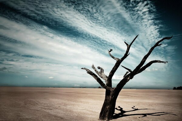 A lonely dry tree in a wasteland