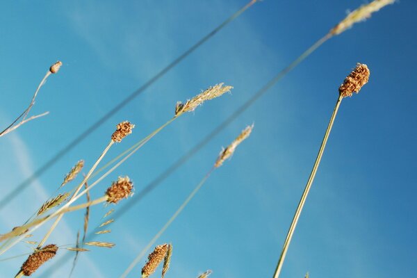 Schöner blauer Himmel und Ährchen