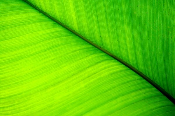 Closeup feuille verte