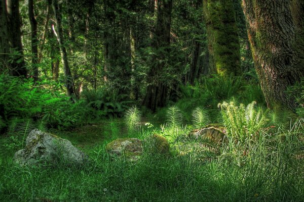 Alberi coperti di muschio nell erba verde