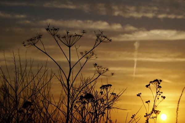 Against the background of the sunset sky and the setting sun, dill inflorescences