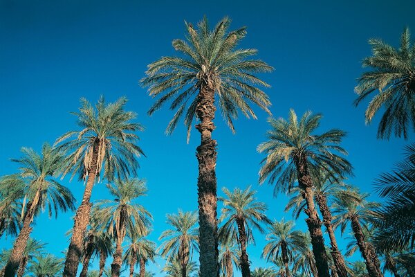 Palme alte contro il cielo blu