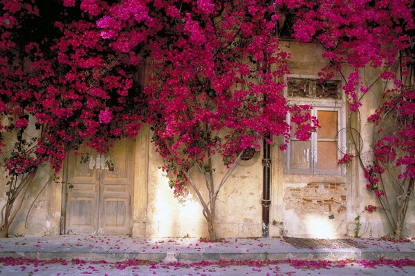 Flowers wrapping around an old house with a door and a window