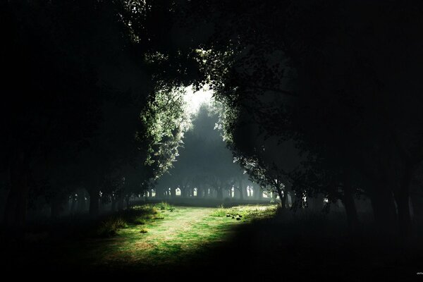 Moonlight path among fields and trees