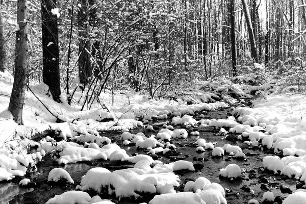 Ruscello nella foresta innevata sfondo bianco e nero