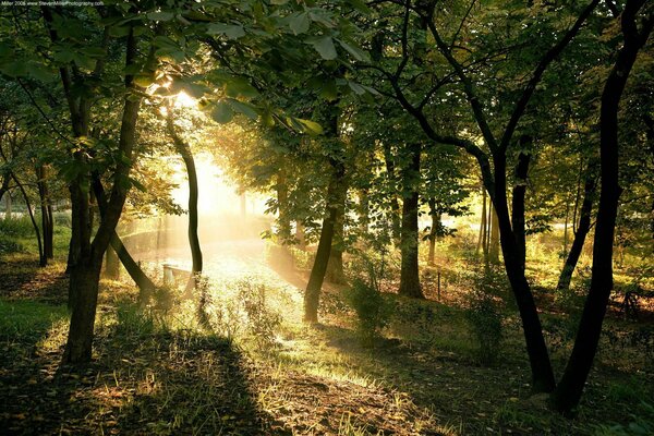 Les rayons du soleil à travers les arbres