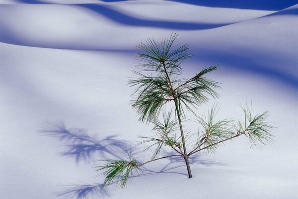 A branch of a Christmas tree is stuck in the white snow