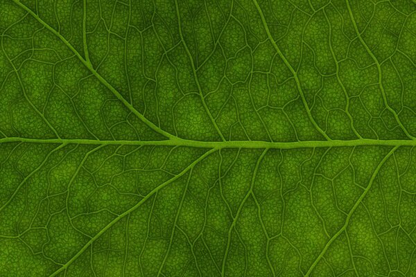 Closeup feuille fond vert