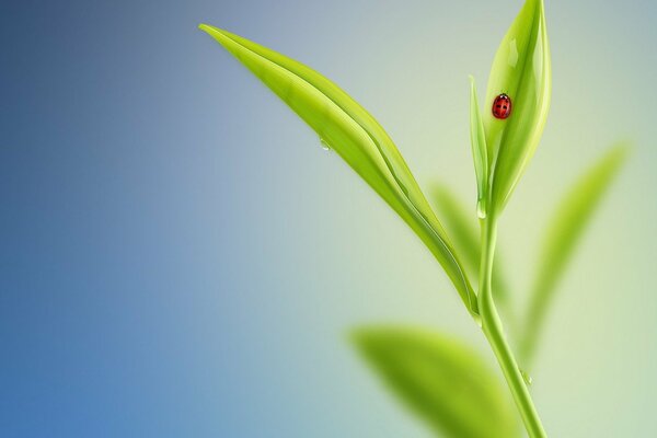 Coccinella su foglia verde