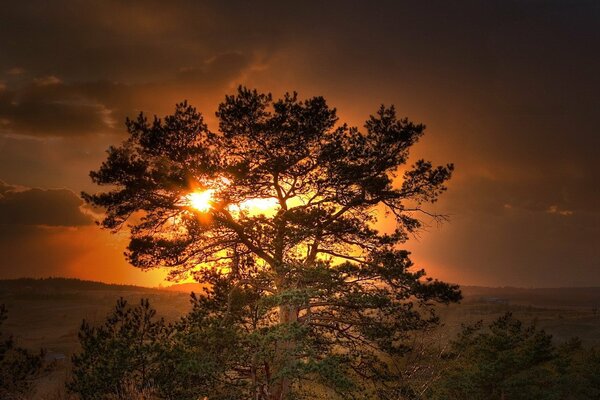 Hermosa puesta de sol naranja y árbol